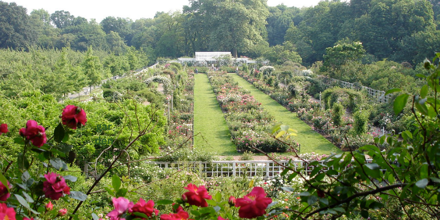 Cranford Rose Garden