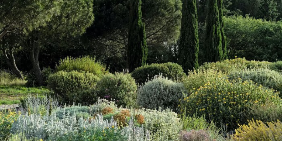 How Mediterranean Plants Thrive