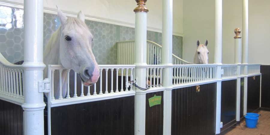 The Carriage Horses of the Royal Mews